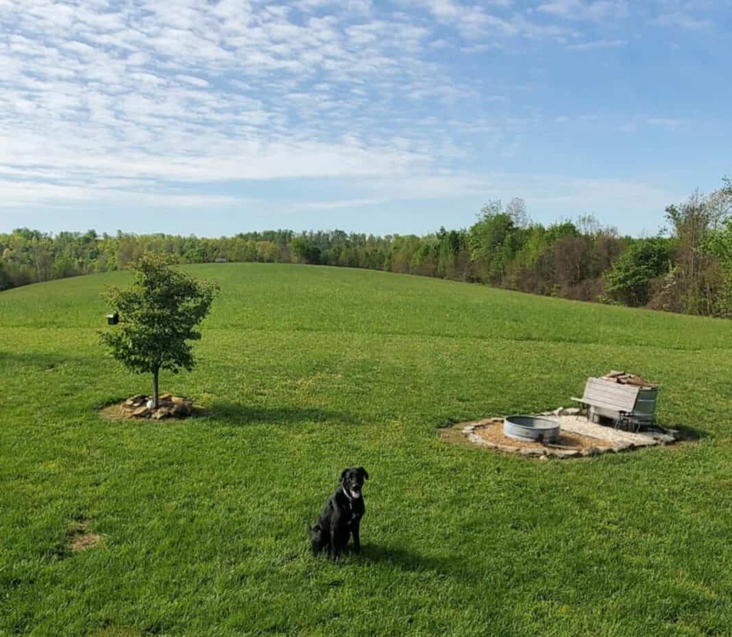 14 Cozy PetFriendly Cabins in Kentucky Doggy Check In