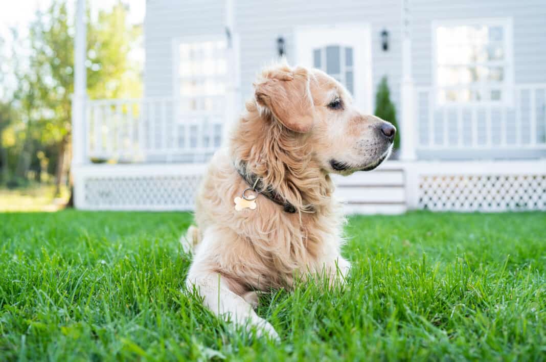 11 PetFriendly Airbnbs in Spokane, WA Doggy Check In
