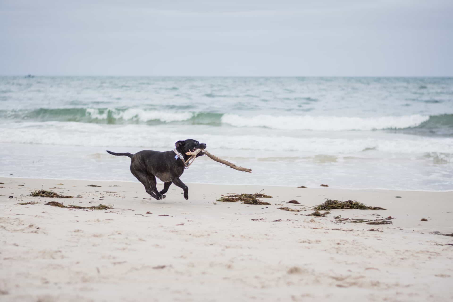 11 PetFriendly Edisto Beach Rentals & Airbnbs Doggy Check In
