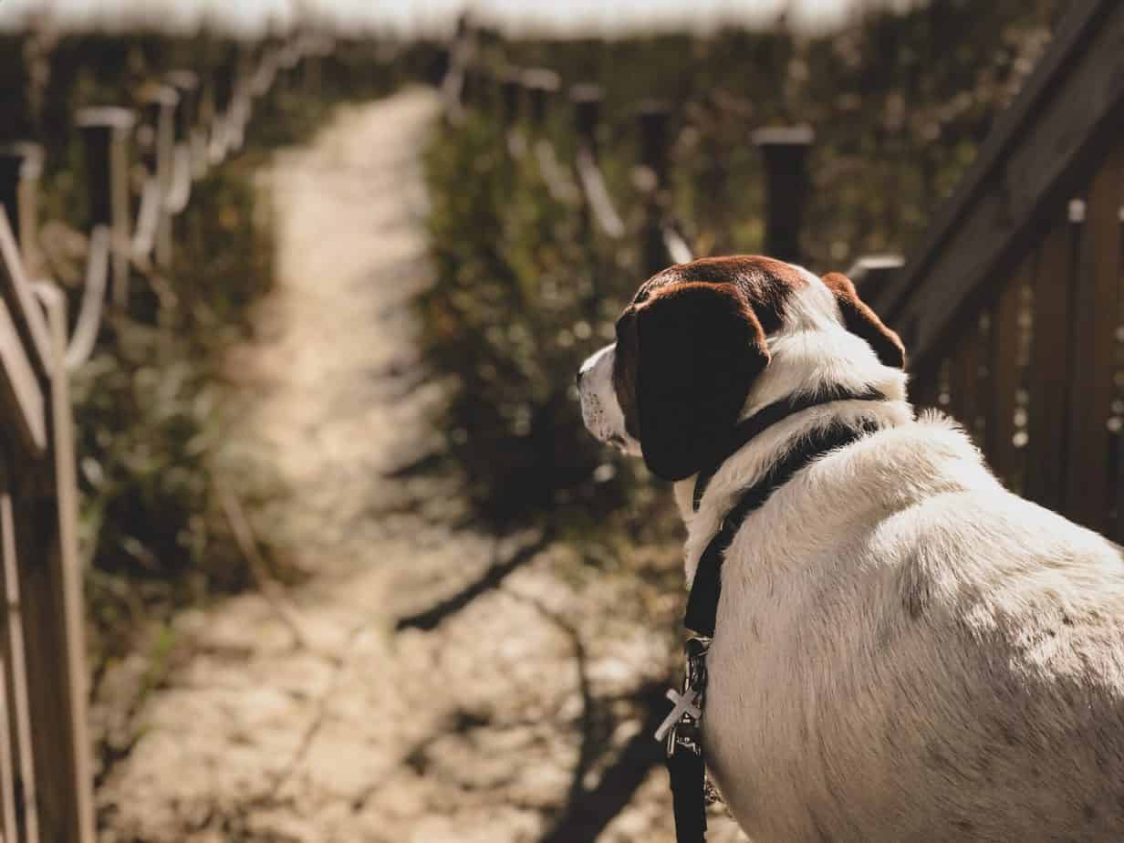 The Top 8 PetFriendly Rentals in Myrtle Beach for a Remarkable