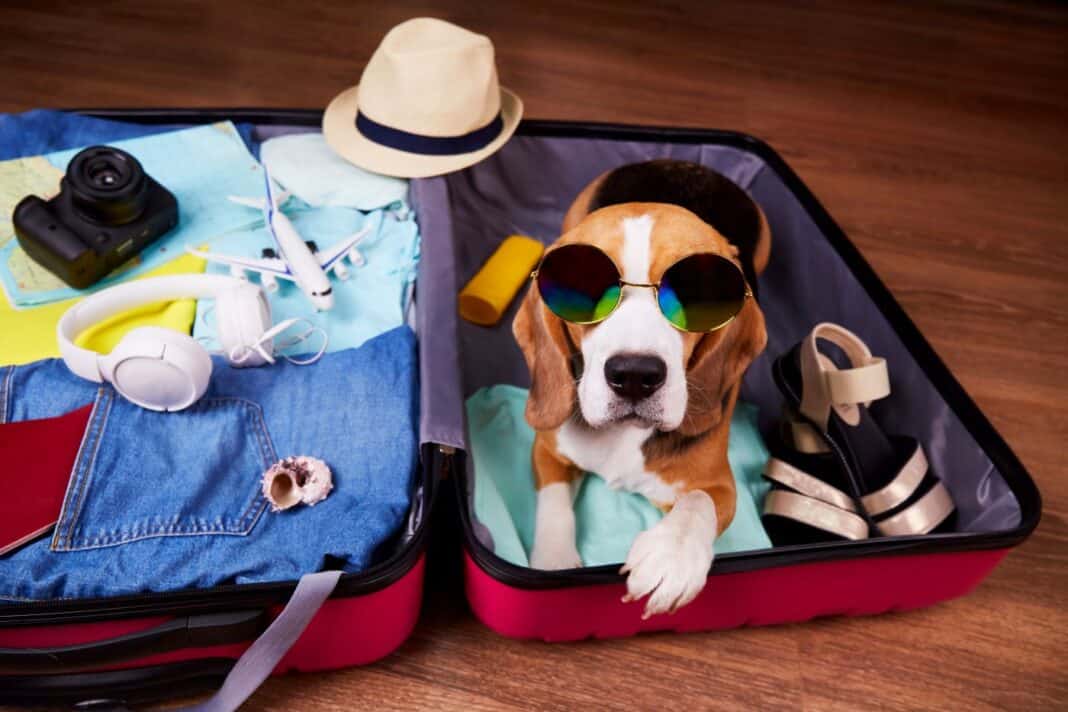 What You Need to Know About the Holiday Inn Express Pet Policy Doggy
